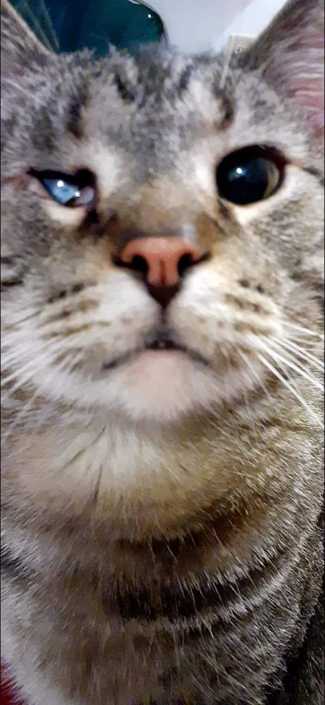 Kit Cat's avatar