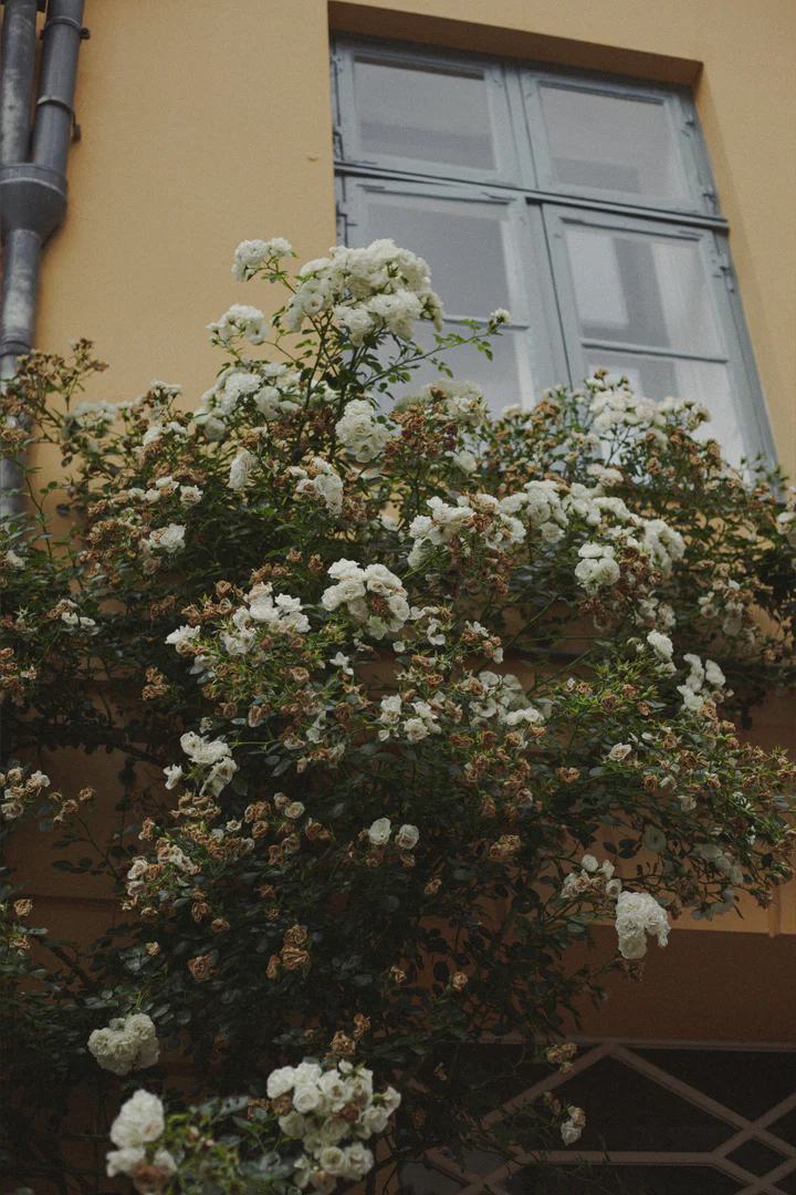 Marie profile banner