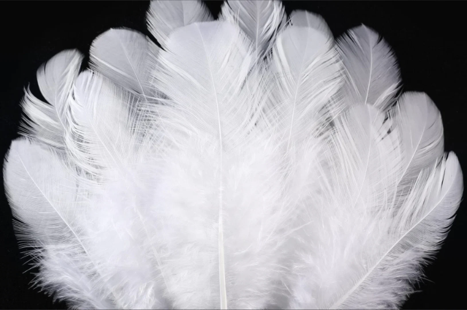 Feathers Are Forever sensation play! profile banner