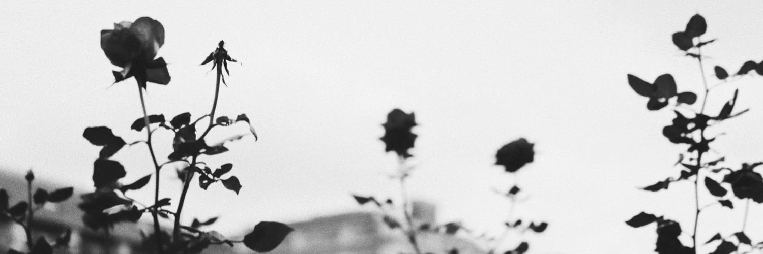 Molly profile banner