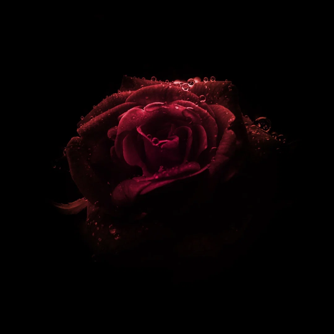 Lana Luna 🌙 (PREMIUM) profile banner