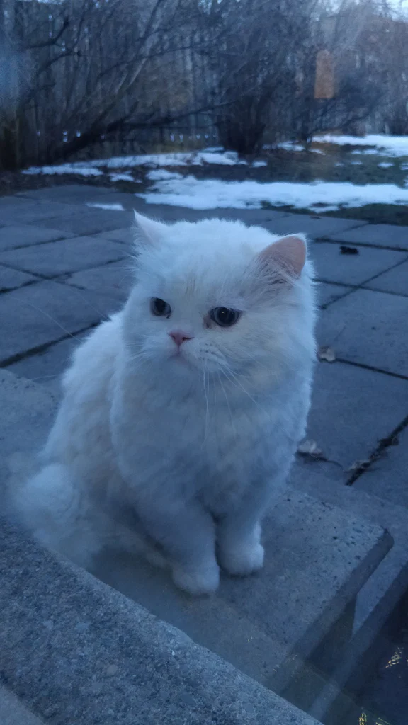 Honey's avatar