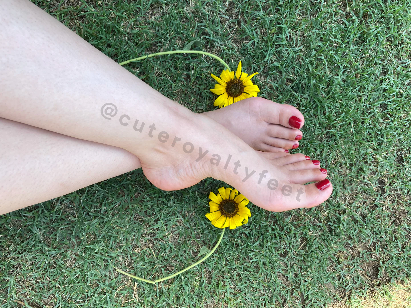 Cuteroyaltyfeet profile banner