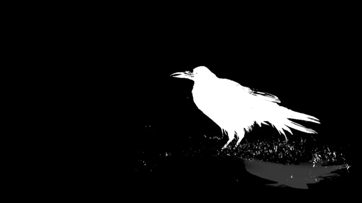 Raven profile banner
