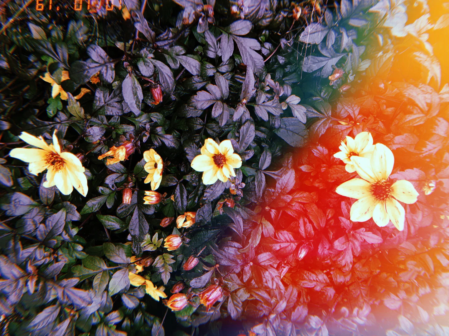 🍃420 with Aurora🔮 profile banner