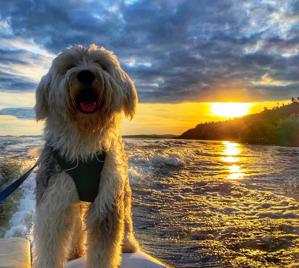 HarleyDog's avatar