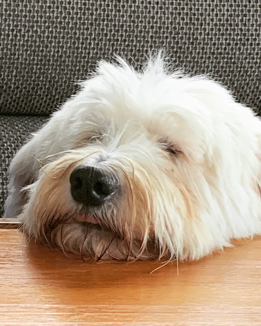 HarleyDog profile banner