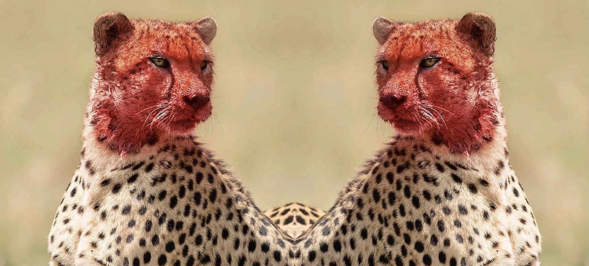 The Main Character 🐆 profile banner