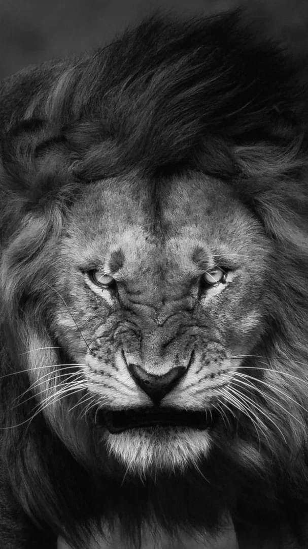 King πππ profile banner
