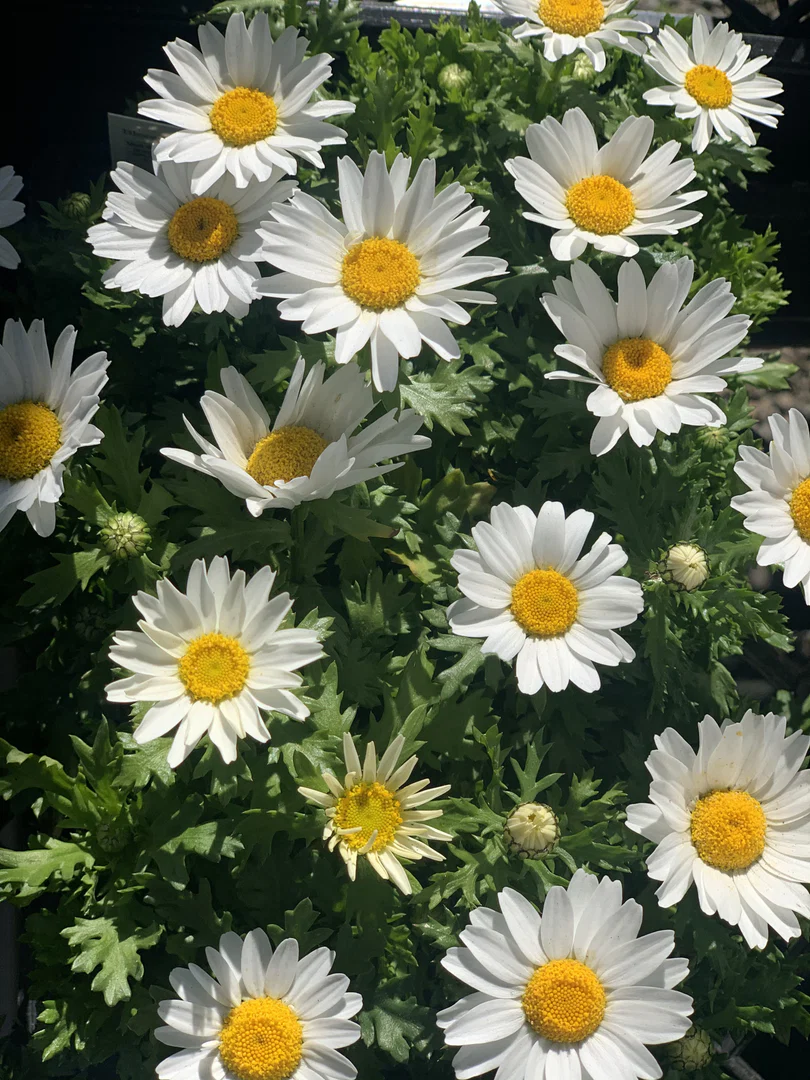 ❣️Botanical babe❣️ profile banner