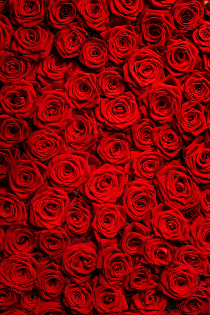 Luna Rosebud profile banner
