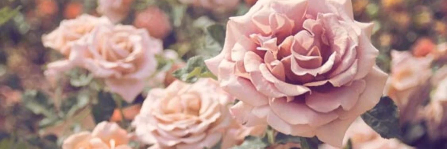 Belle Noire profile banner