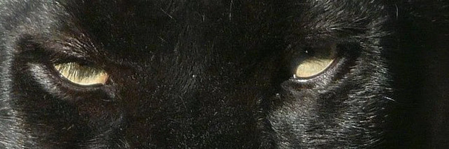 Desandina profile banner