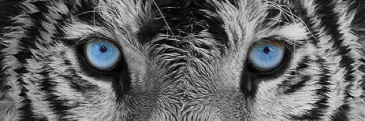 Miguelito profile banner