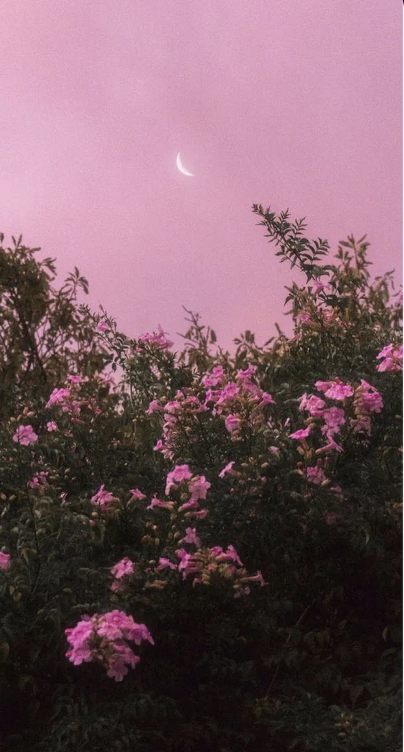 Willow profile banner