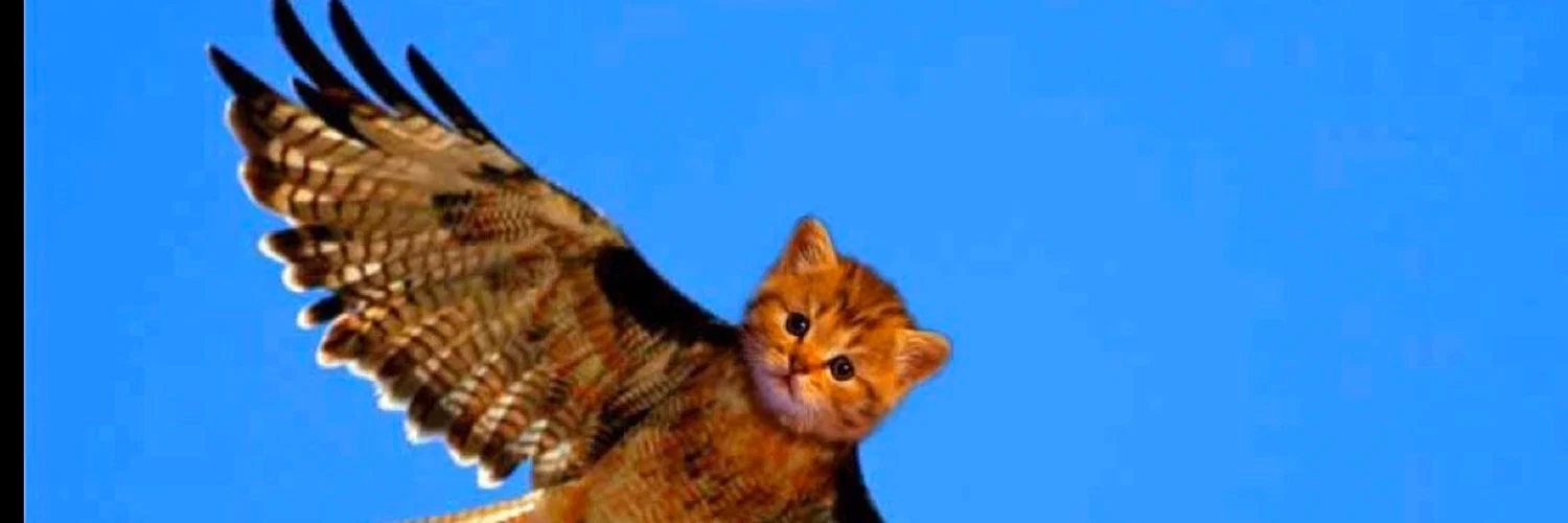KittyHawk profile banner