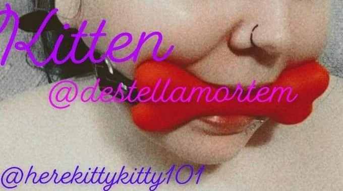 Kitten profile banner