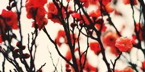 Lizzy ❤️ profile banner