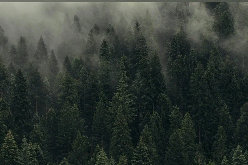 Ivy ♡ Free Account profile banner