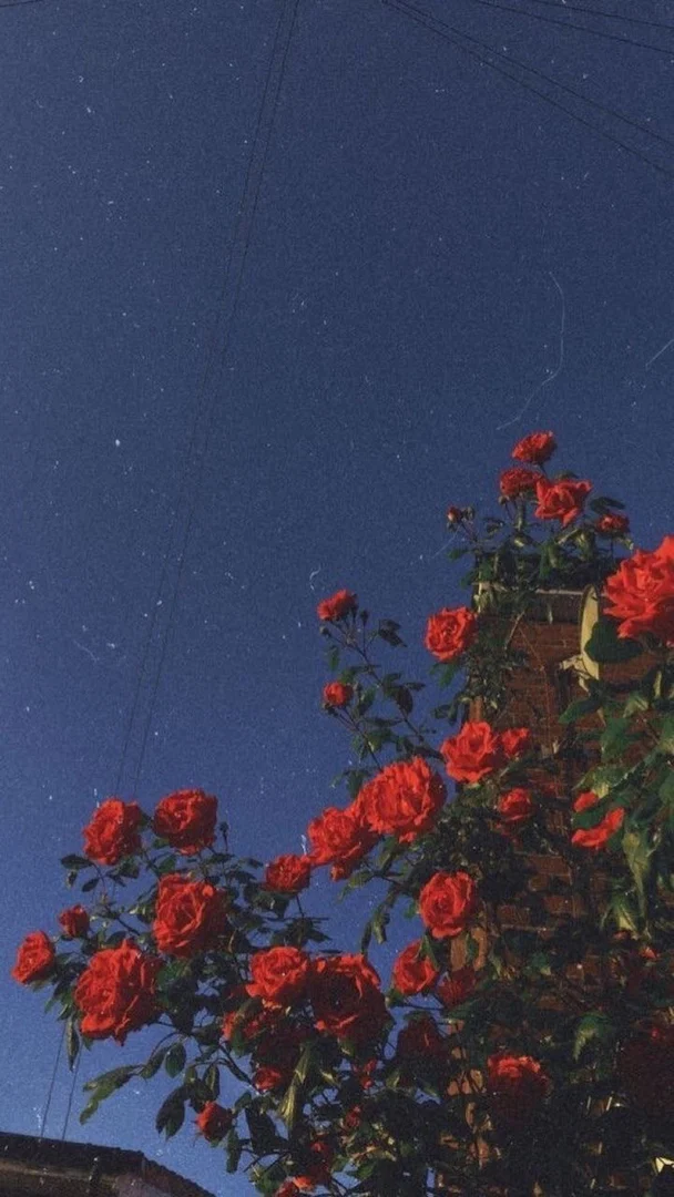 Rebeca profile banner