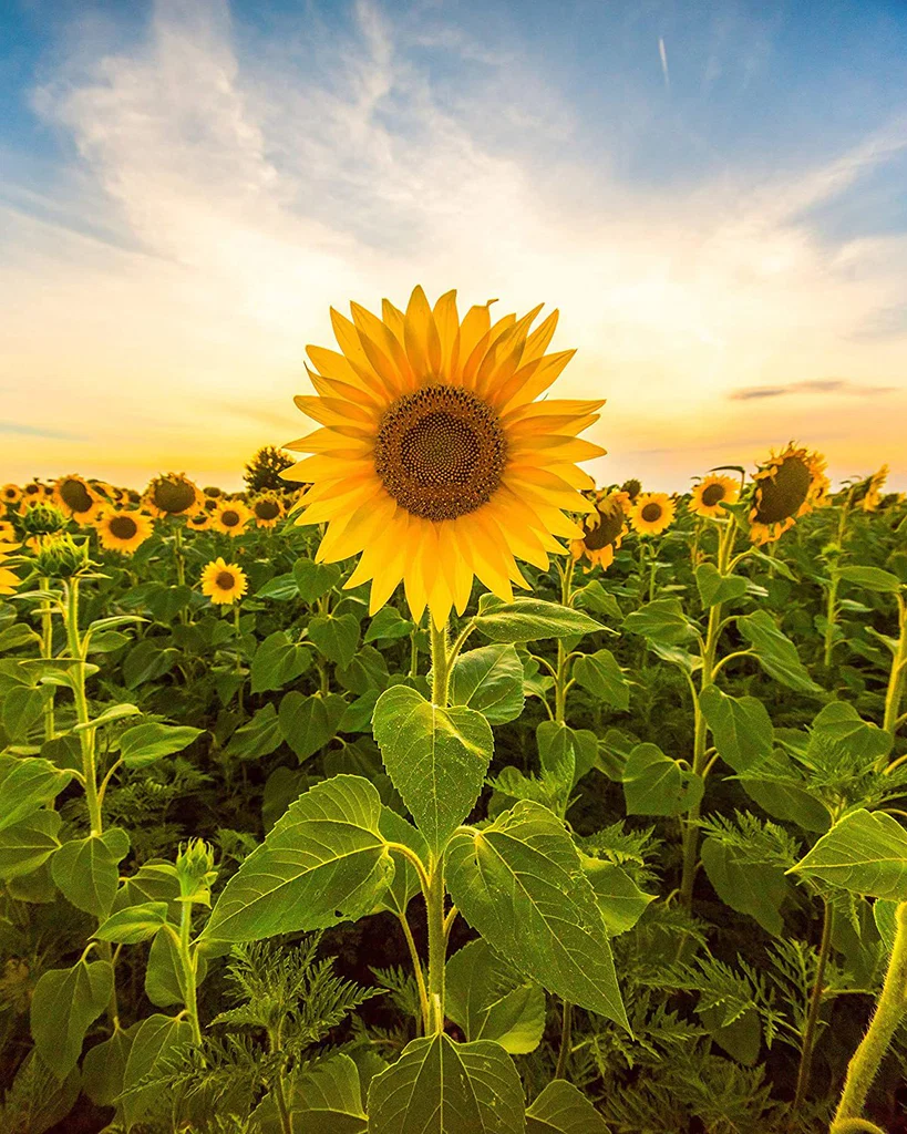Littlesunflower93