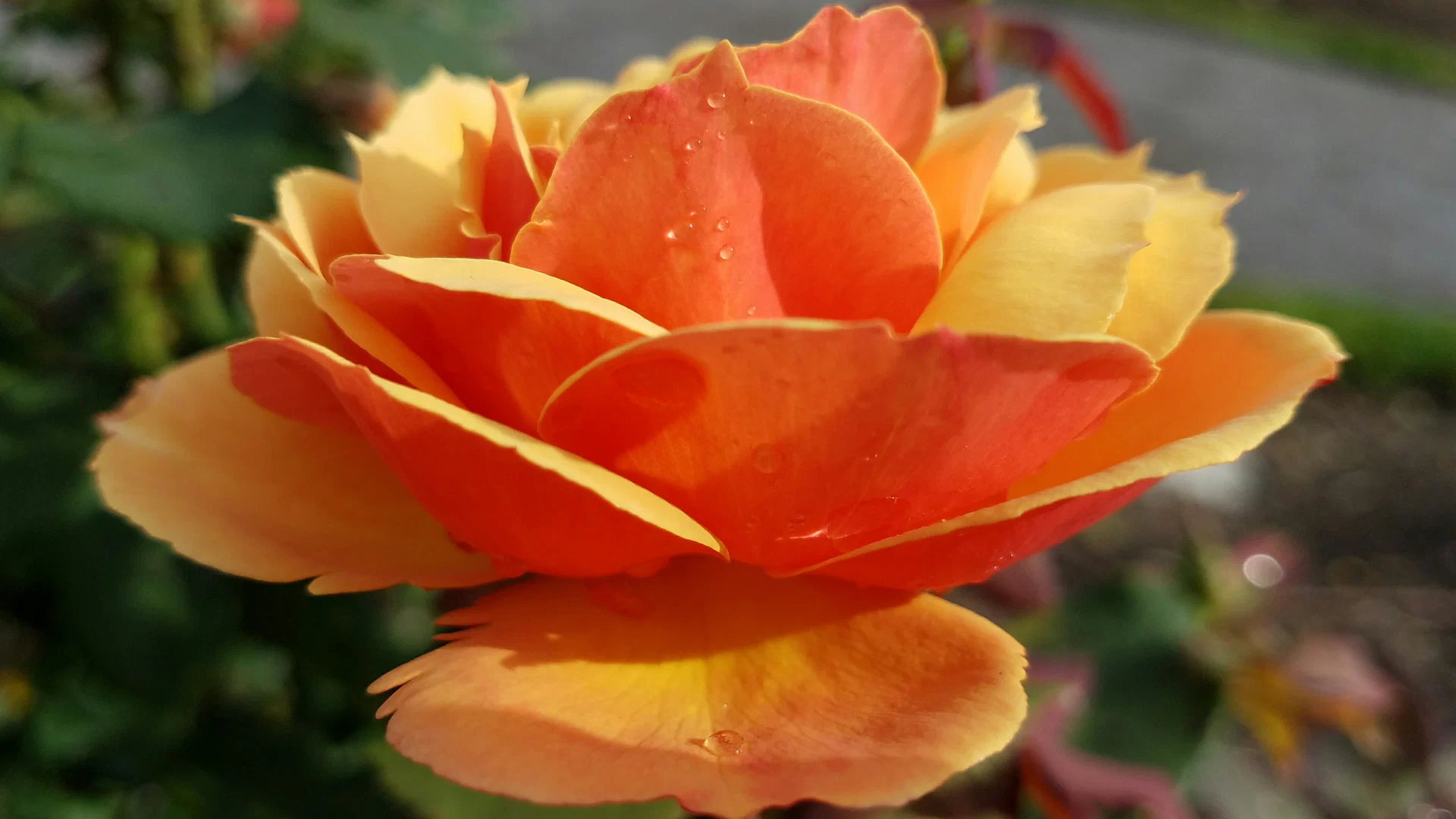 Rosi Blossom profile banner