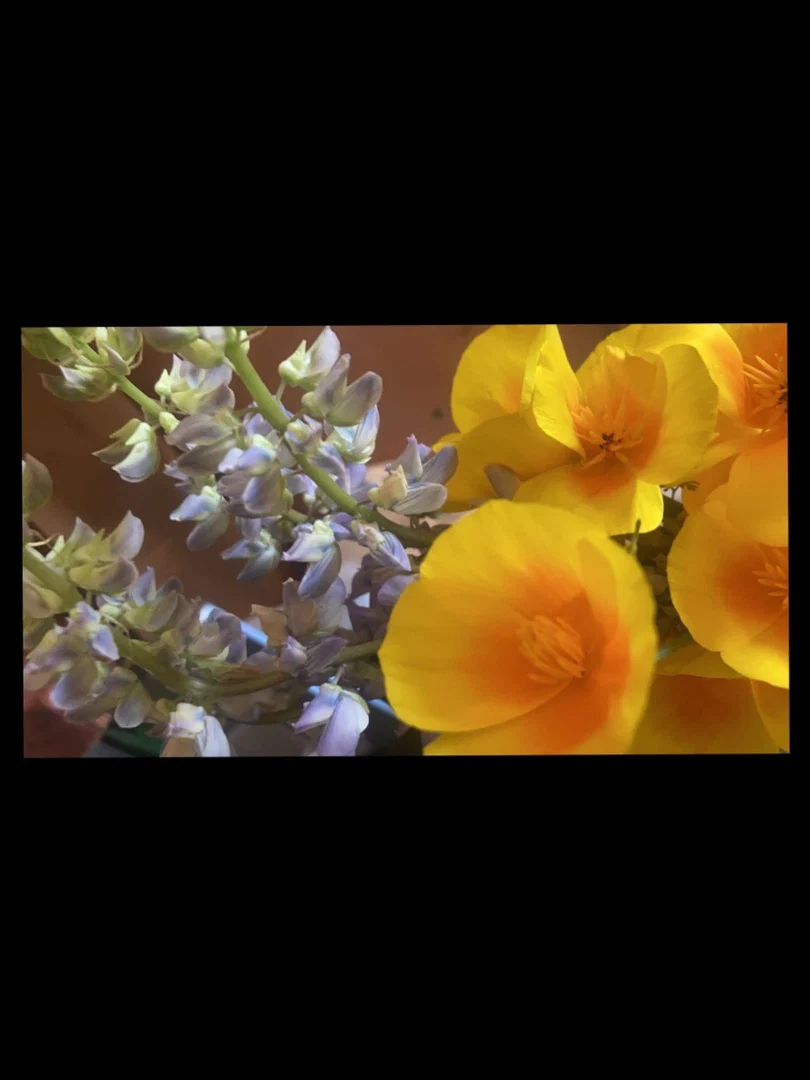 M.Rose profile banner