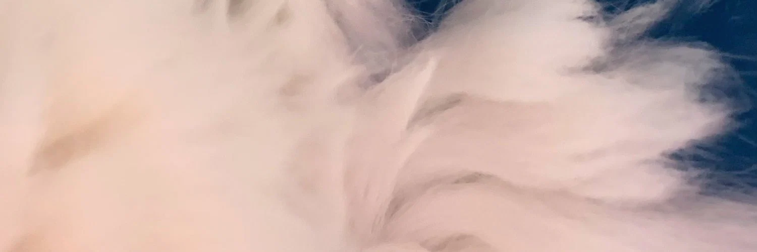 kittykitty profile banner