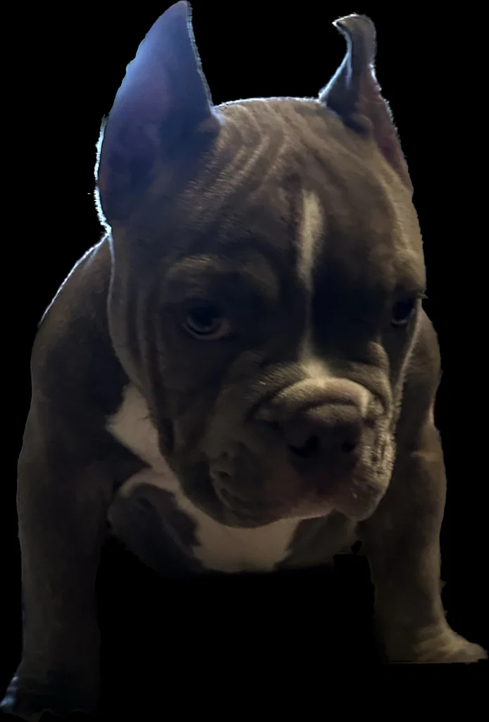 Bonezcrusher's avatar