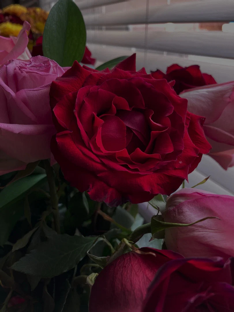 rose✨ profile banner