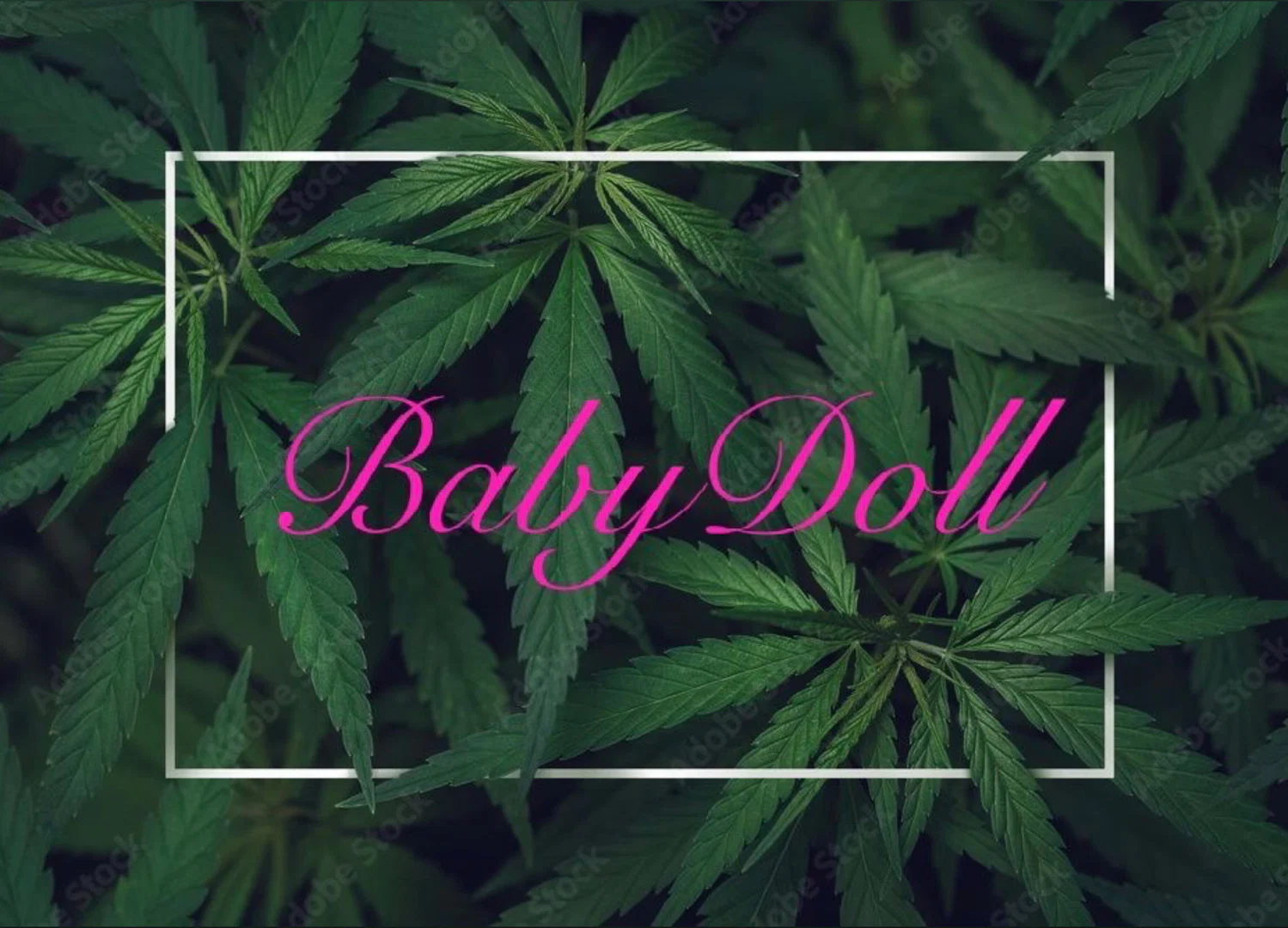 Baby Doll profile banner