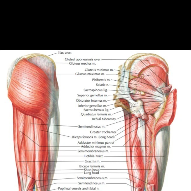 GluteusMaximum profile banner