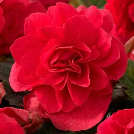 Scarlett Begonias profile banner