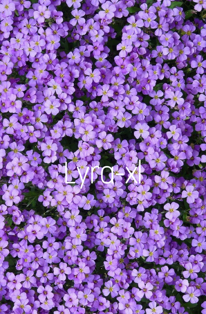 Lyra-xl profile banner