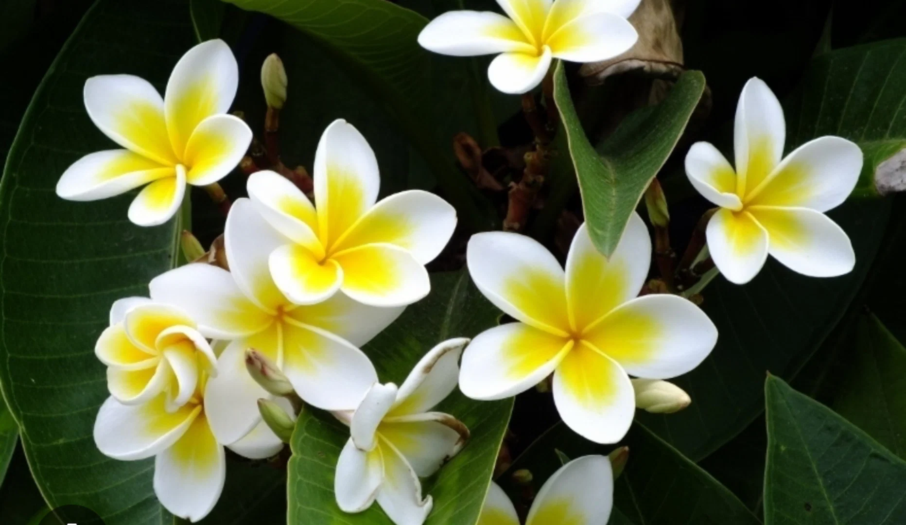 LEANI profile banner