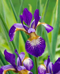 Iris CS