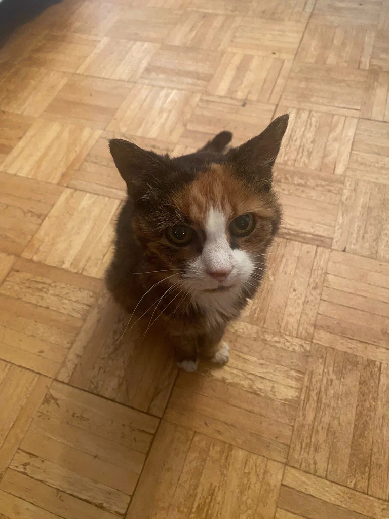 Kitty's avatar