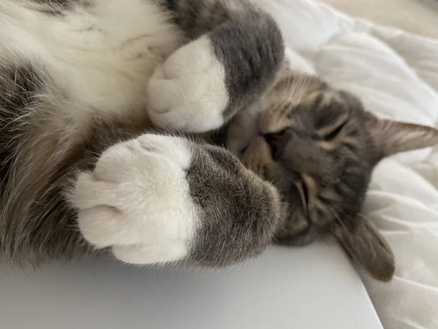Kitty profile banner
