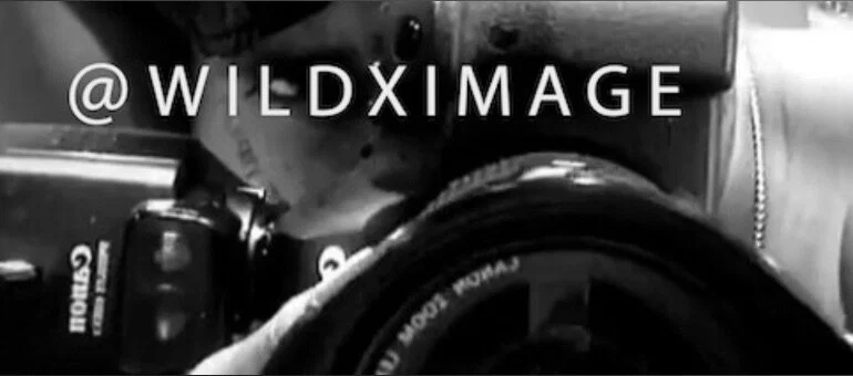 Wildximage profile banner