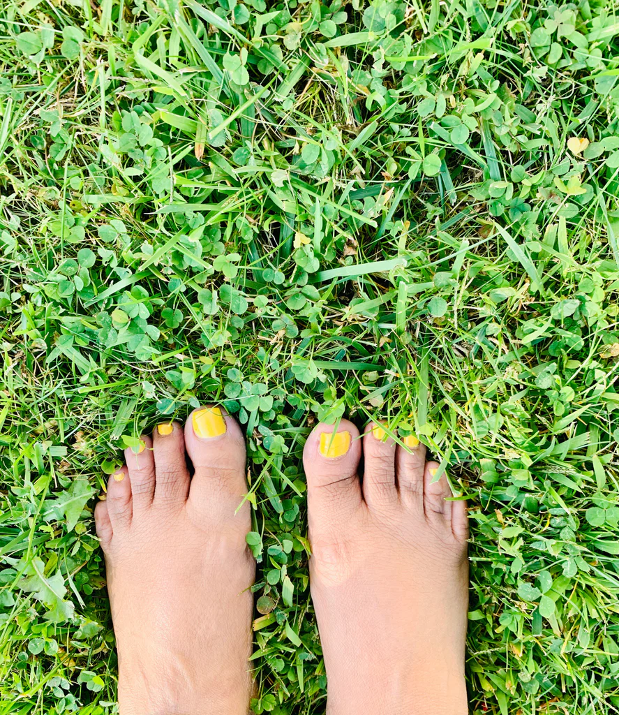 Sunflower Meadow's avatar