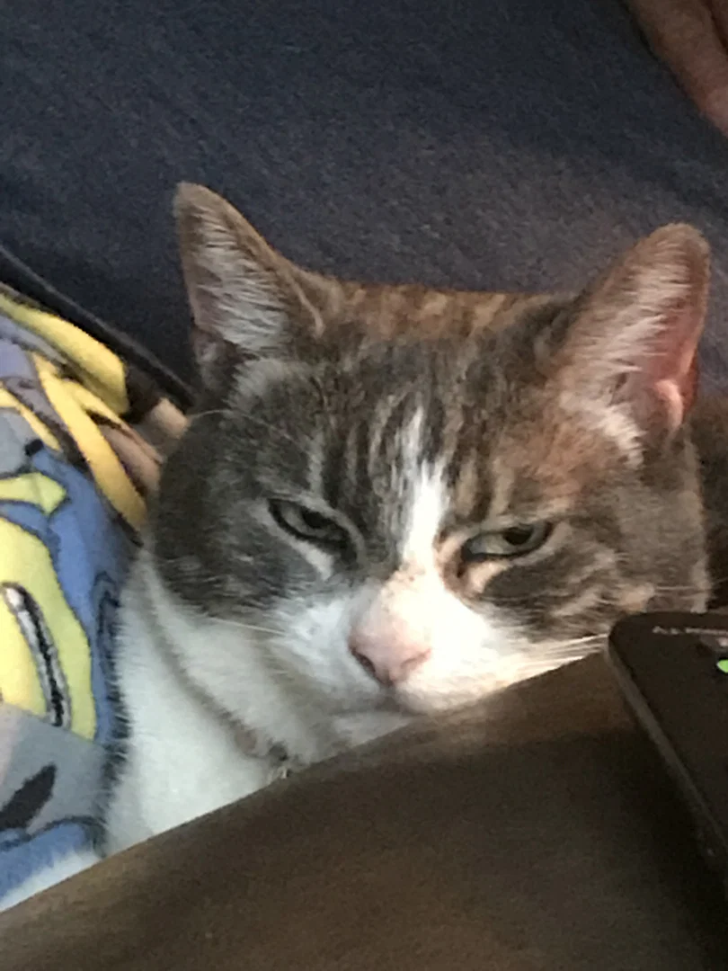Pussyeater profile banner