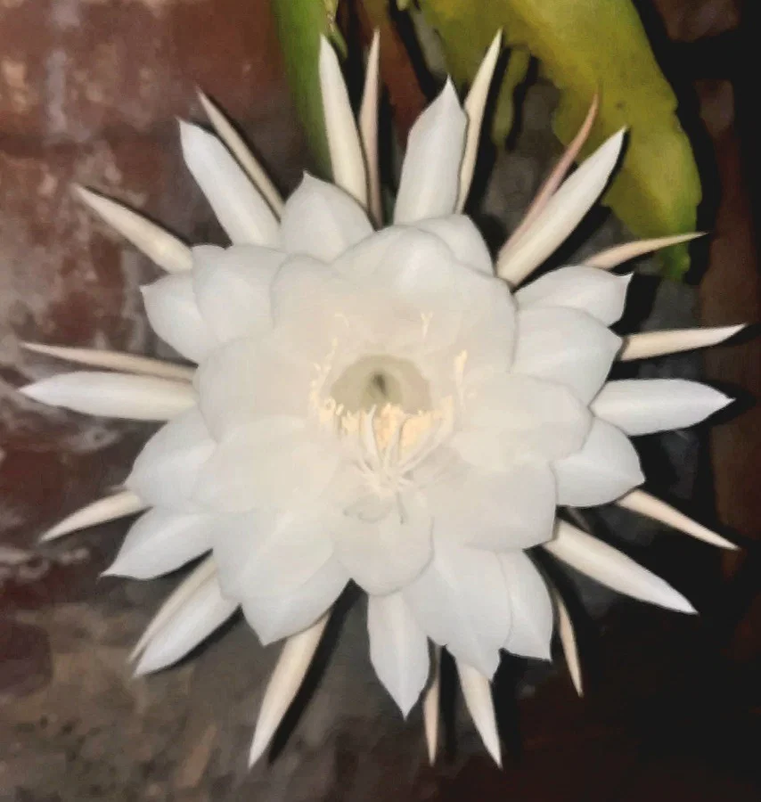 Lily profile banner