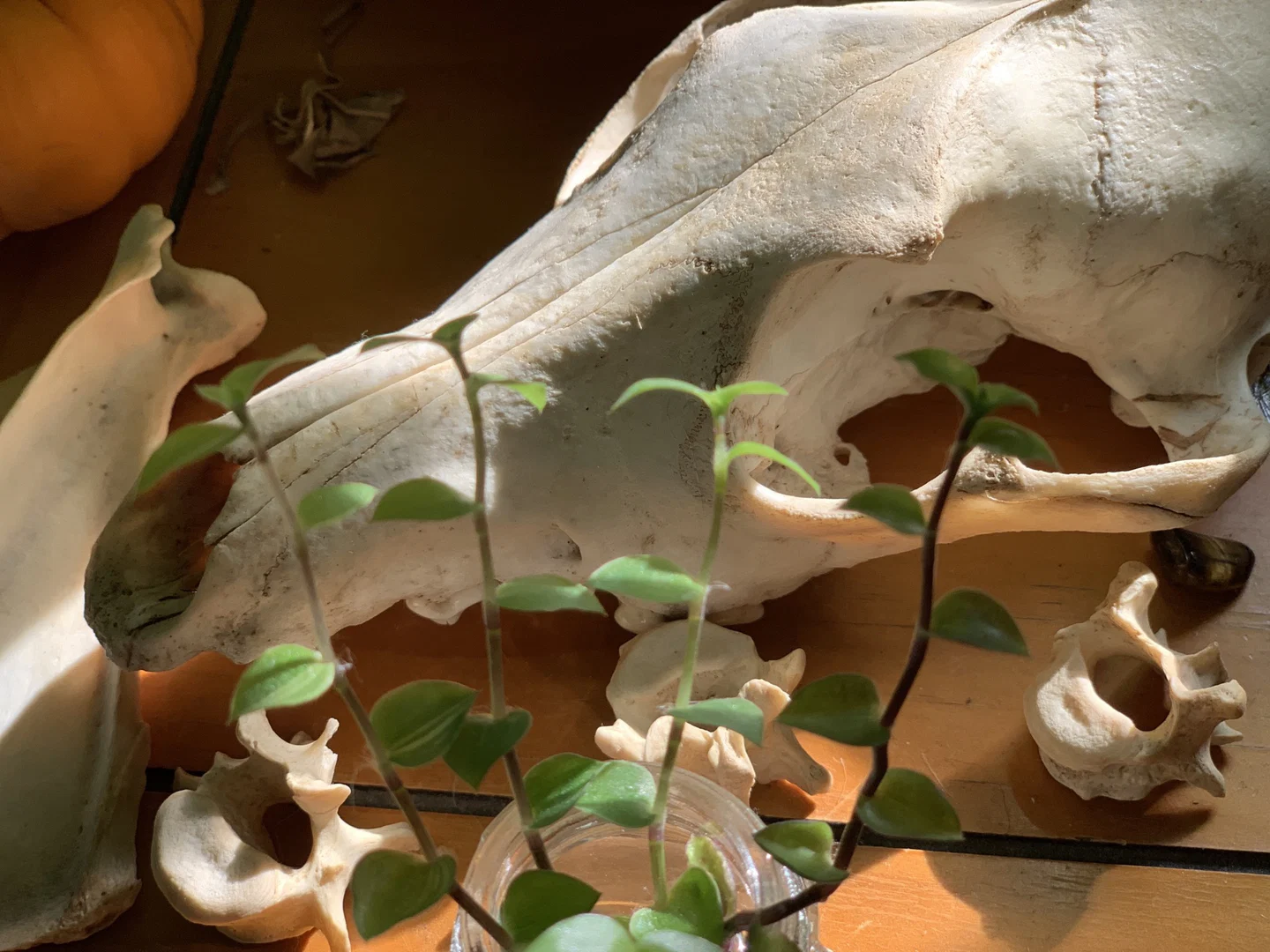 pup ๐ฟ profile banner