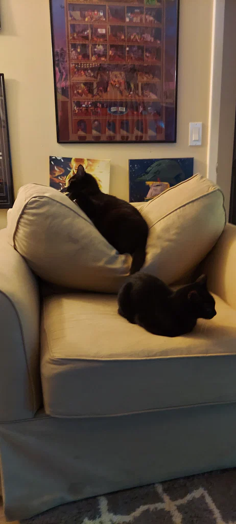 Cats!