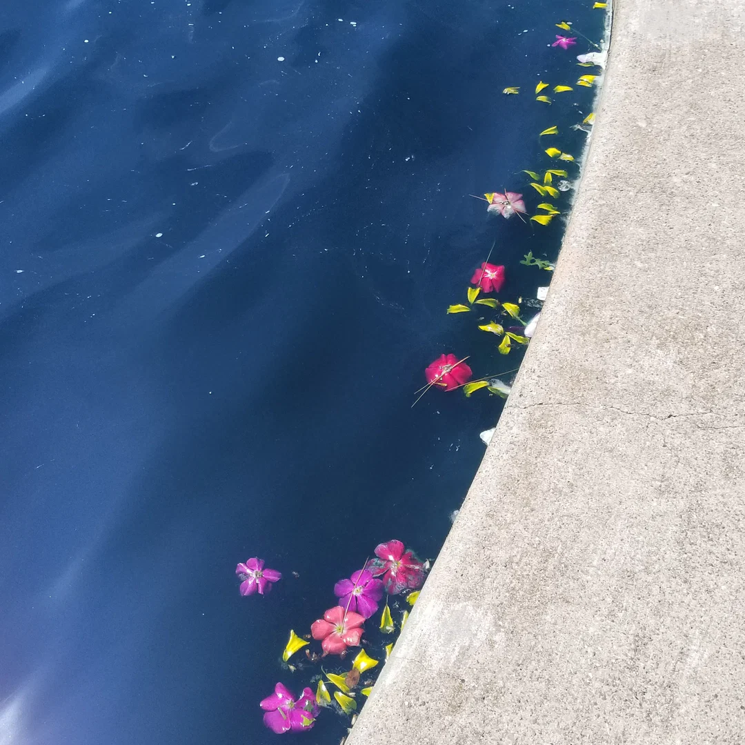 Ayla profile banner
