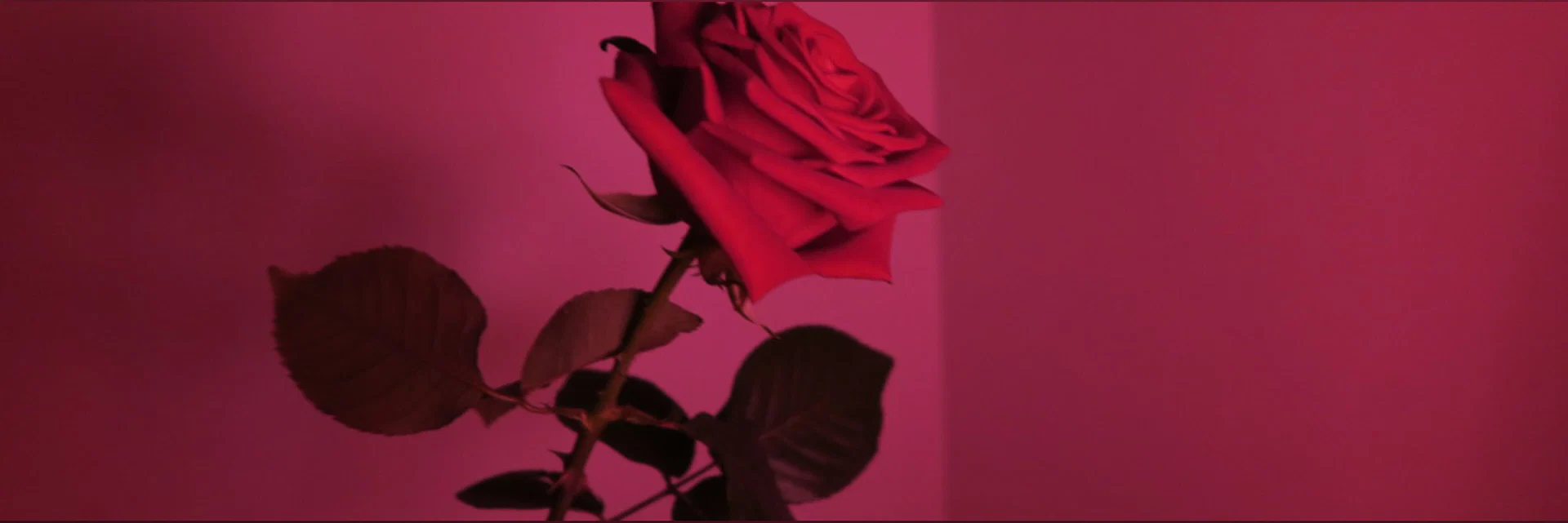 Rose πΉ profile banner
