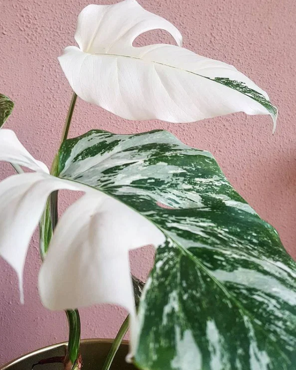 Monstera Mania profile banner