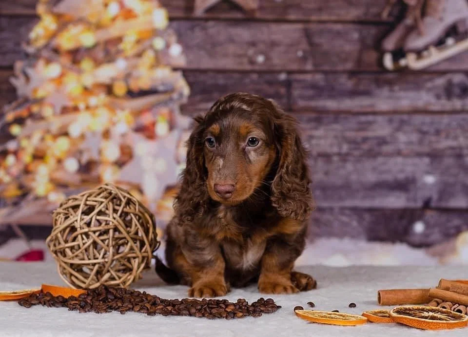 JLDachshund's avatar