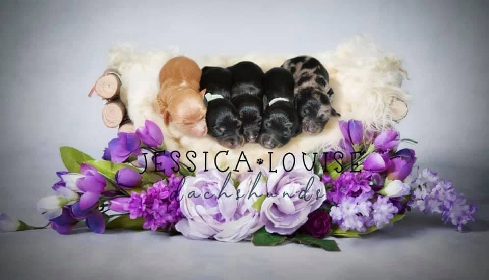 JLDachshund profile banner