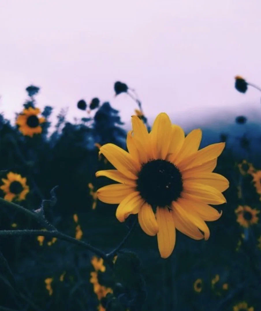 Daisy Fields profile banner